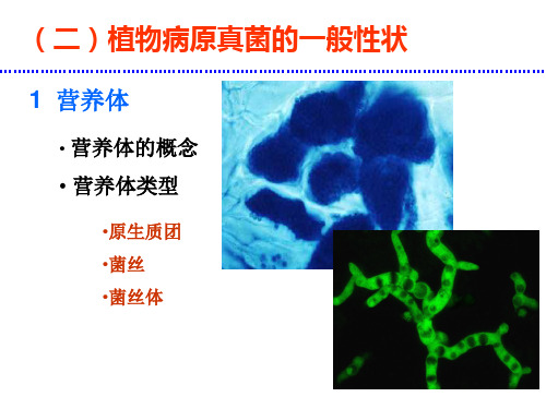 第二章植物病害的病原真菌