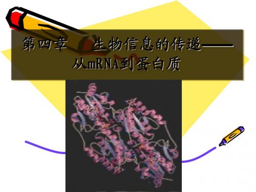 蛋白质生物合成