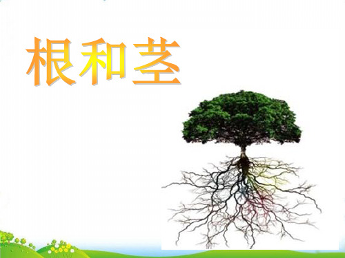 【苏教版】-科学《根和茎》PPT-上课课件1