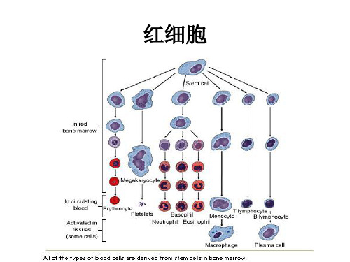 生理学第二章