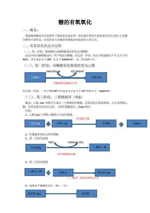 糖的有氧氧化