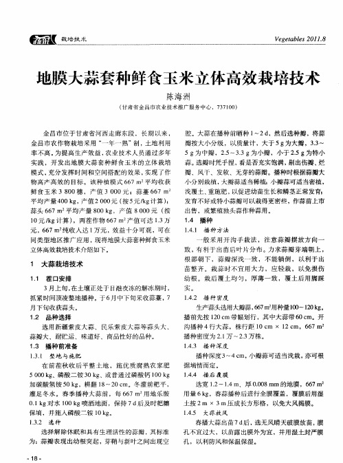 地膜大蒜套种鲜食玉米立体高效栽培技术