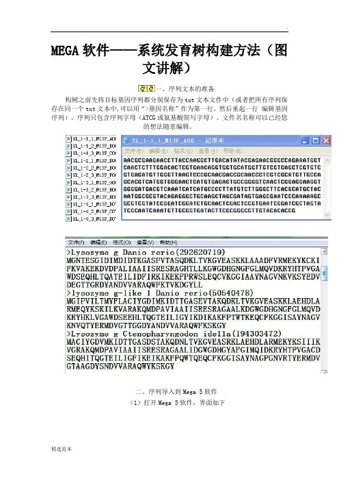 MEGA软件系统发育树构建方法