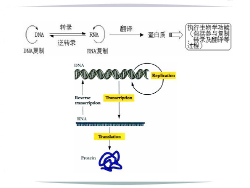 DNA的复制、RNA转录