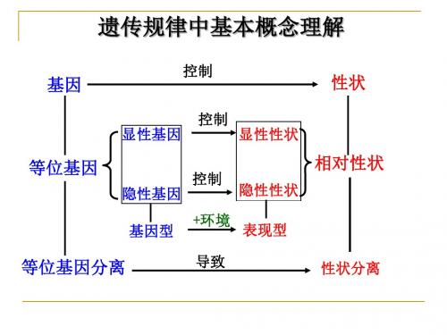 专题--遗传规律