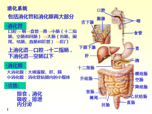 内脏学——消化系统(3)