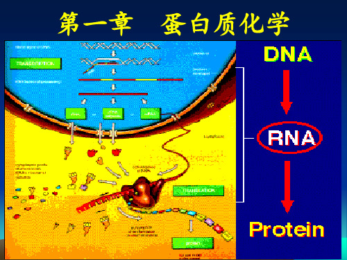 生化答案第1章 蛋白质-1