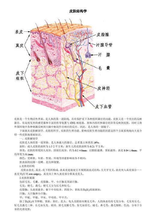 7皮肤结构学及人体八大系统3