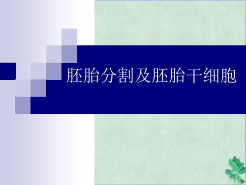 高考复习课件：胚胎分割及胚胎干细胞课件ppt课件(优质推荐) 人教课标版