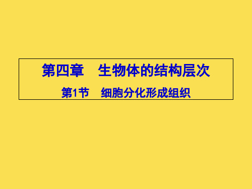 北师大课标版初中生物七年级上册第二单元第三章第1节 细胞分化形成组织(共16张PPT)