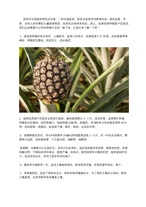 菠萝高产种植方法