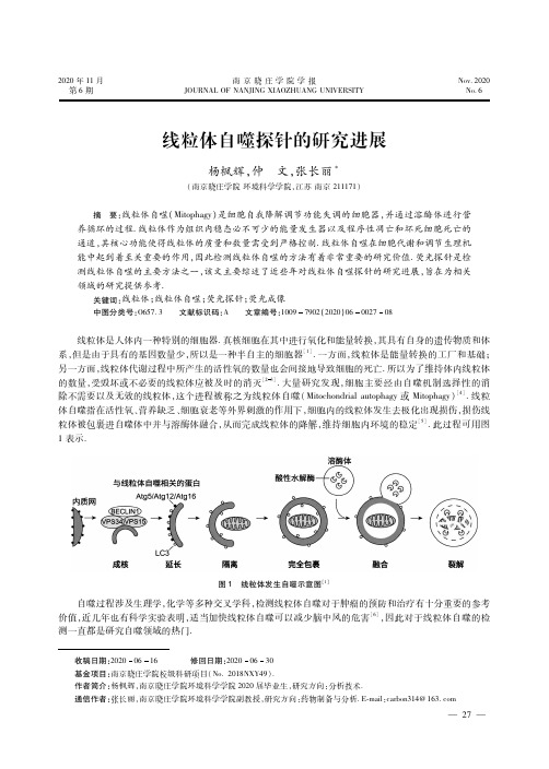 线粒体自噬探针的研究进展