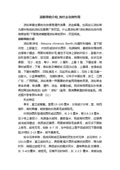 凉粉草的介绍_有什么功效作用