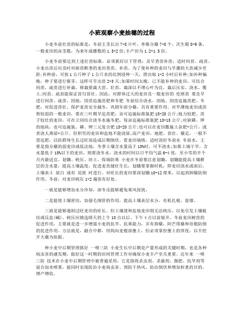 小班观察小麦抽穗的过程