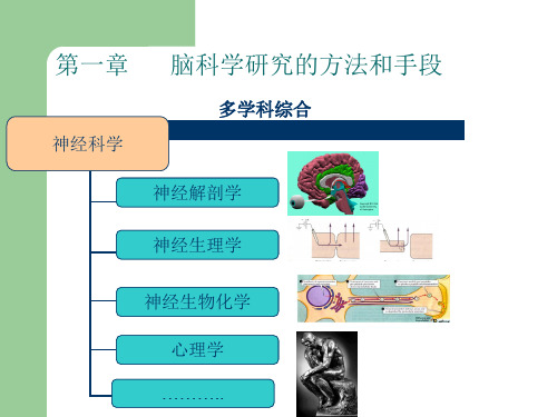 脑科学研究的方法