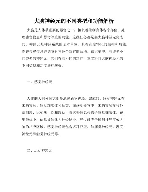 大脑神经元的不同类型和功能解析