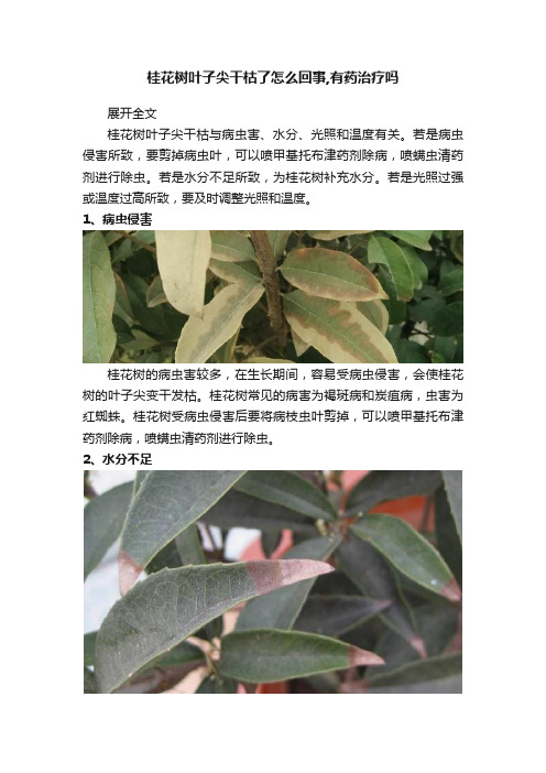 桂花树叶子尖干枯了怎么回事,有药治疗吗