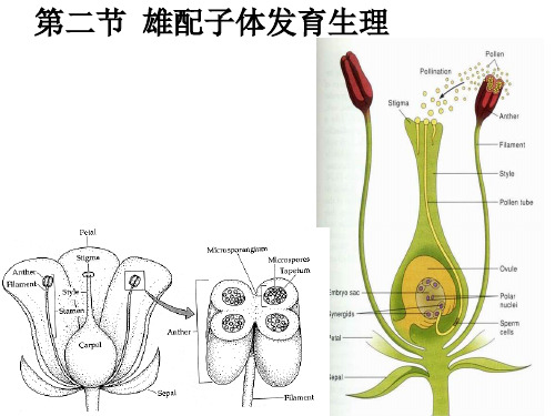 植物雄配子体发育生理