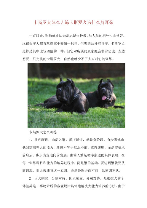 卡斯罗犬怎么训练 卡斯罗犬为什么剪耳朵