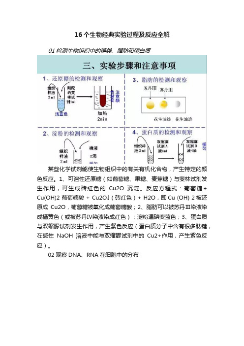 16个生物经典实验过程及反应全解