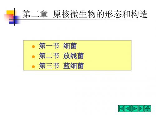 第三章原核微生物-PPT精选文档99页