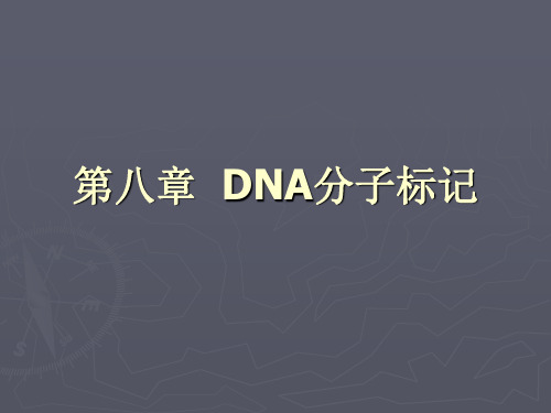 DNA分子标记