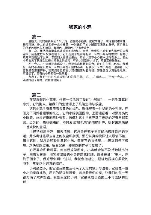 我家的小鸡作文450字