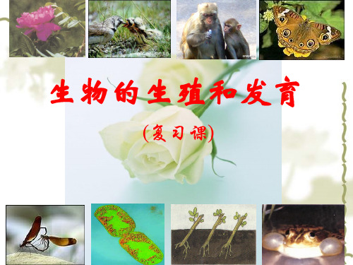 生物的生殖和发育复习课件