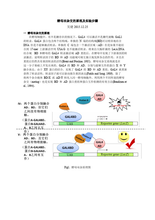 酵母双杂(共转)