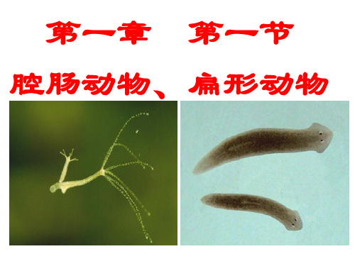 腔肠动物和扁形动物课件(20张)(人教版生物)