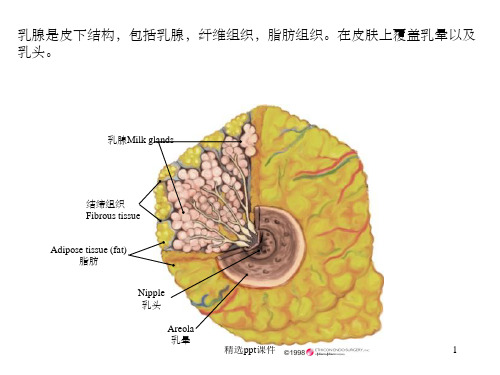 乳腺解剖ppt课件