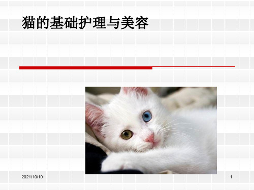 猫的基础护理与美容