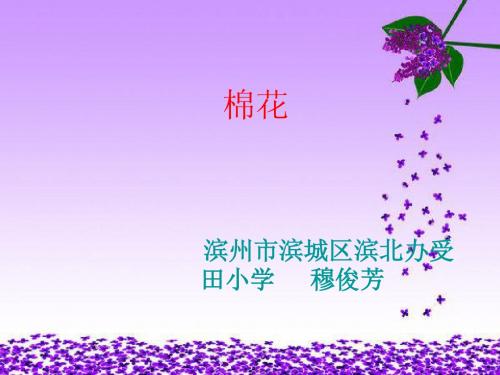 一年级传统文化《棉花》.ppt