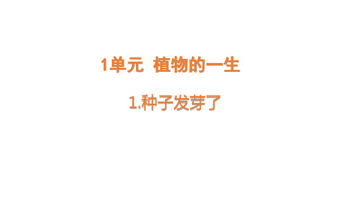 苏教三年级科学下册 1 种子发芽了(课件)