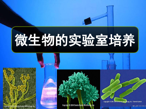 高中生物校本课程微生物的实验室培养