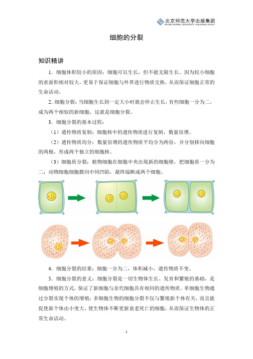 初中生物知识讲解：细胞的分裂