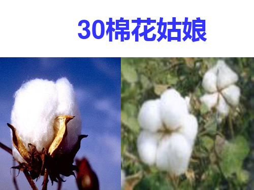 一下语文30棉花姑娘PPT课件