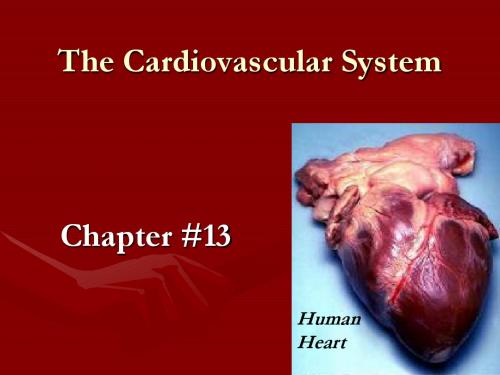 The Cardiovascular System