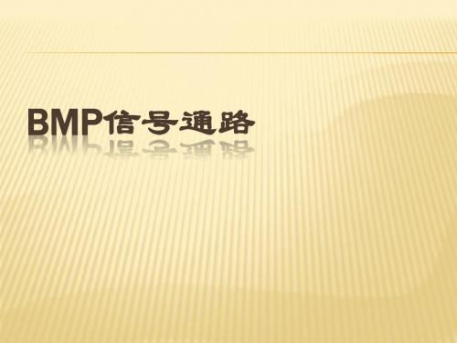 BMP_FGF_Hh相关信号通路-PPT课件