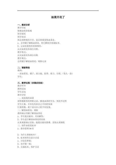 《油菜开花了》教案