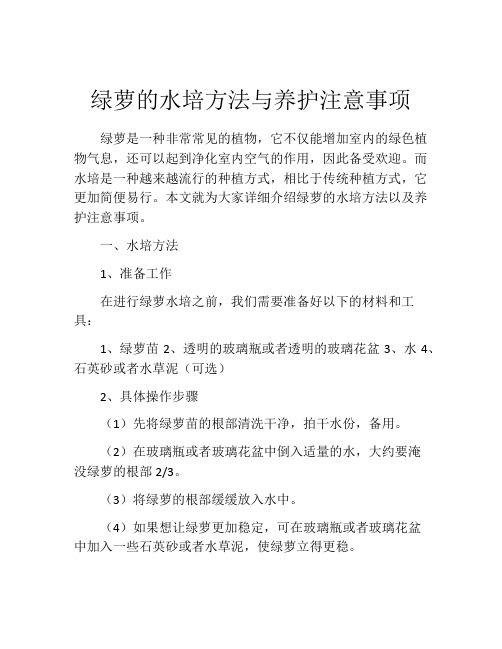 绿萝的水培方法与养护注意事项