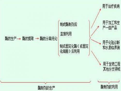 3酶工程山东师范大学-PPT精选文档