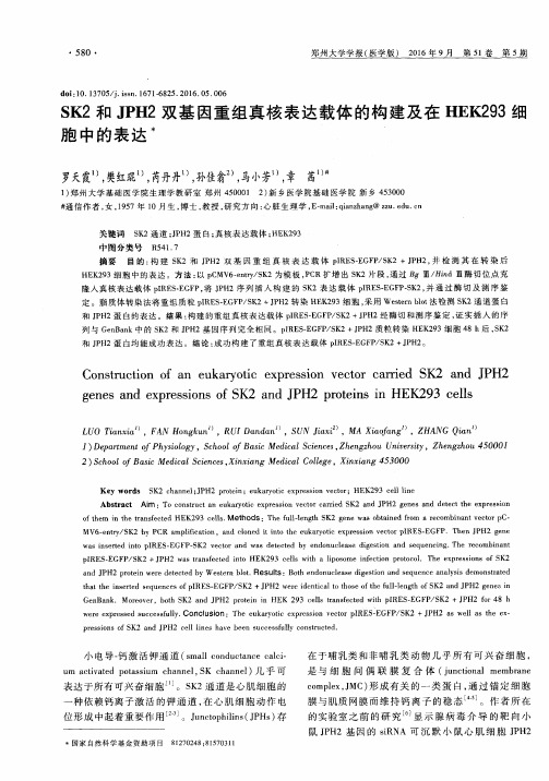 SK2和JPH2双基因重组真核表达载体的构建及在HEK293细胞中的表达