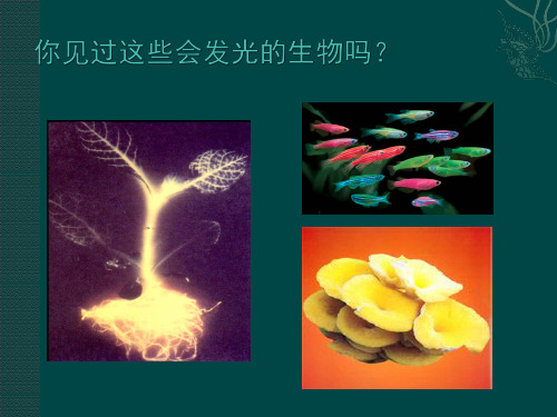 生物：北师大版八年级下 25.2 现代生物技术(课件)