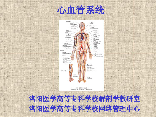 14心血管系统的组成