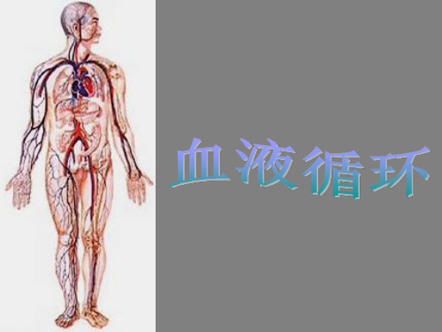 人教版初中生物复习课：血液循环课件PPT