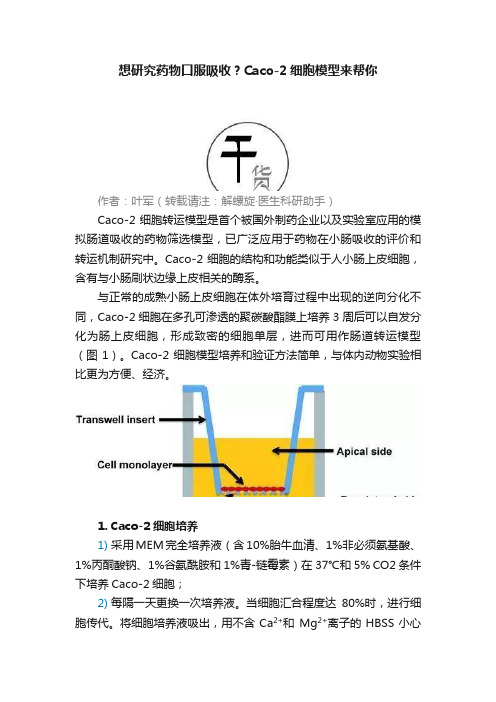 想研究药物口服吸收？Caco-2细胞模型来帮你