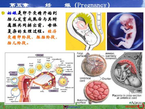 05第五章妊娠Pregnancy