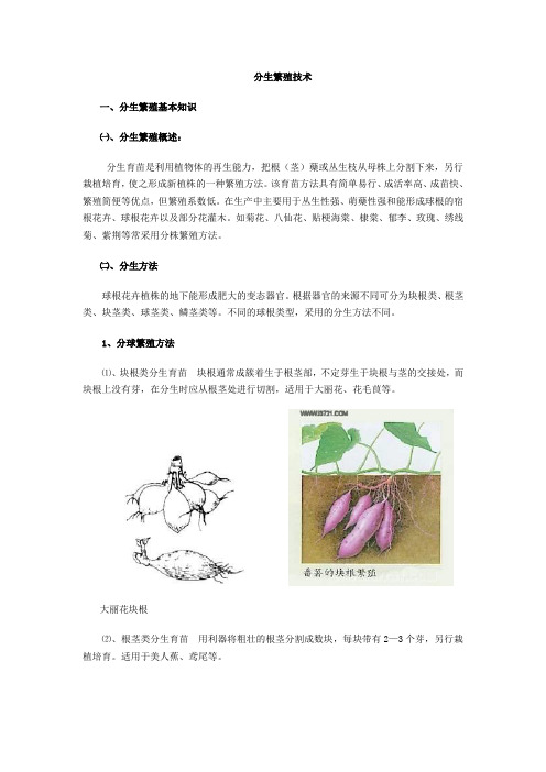 分生繁殖技术