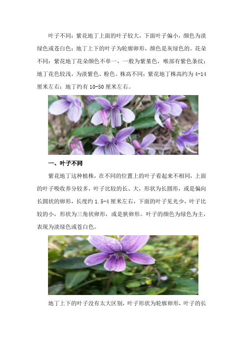 紫花地丁与地丁区别